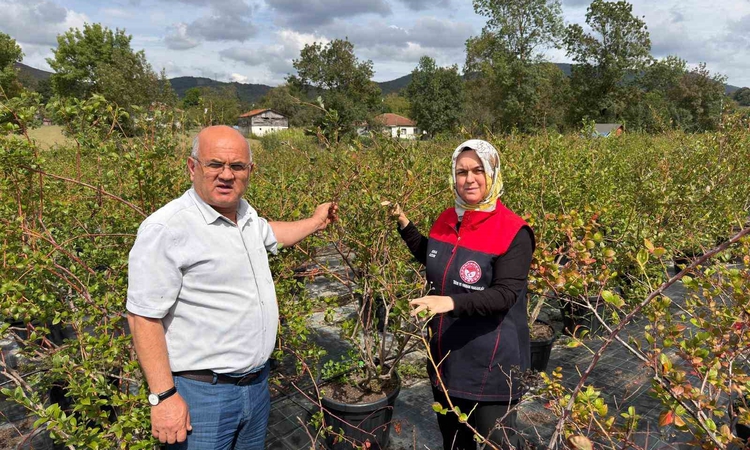 Son Gelişme: Düzce İl Tarım Müdürü Gümüşova'da inceleme yaptı, 12 bin aronya hazırlığı sürüyor | İşte Tüm Ayrı