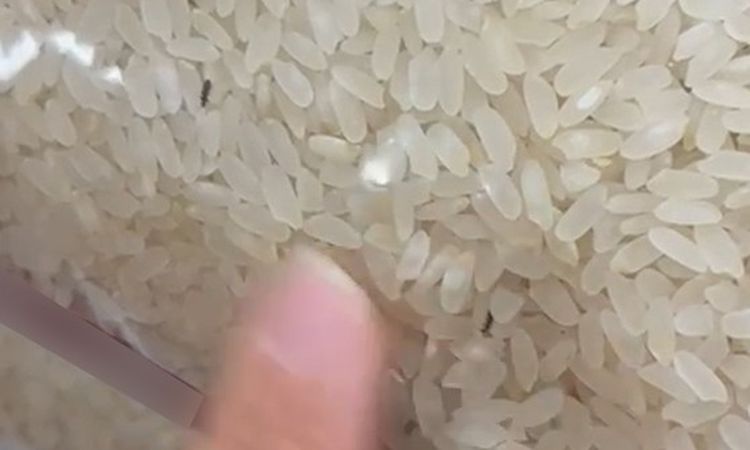 Son Gelişme: Elazığ'da Marketlerde İğrenç Görüntü: Pirincin İçinden Böcek Çıktı ve Merak Edilenler