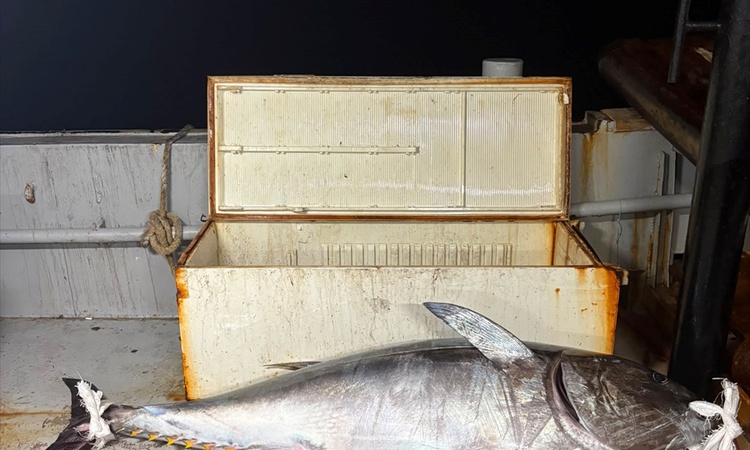 Son Gelişme: Enezli balıkçılar Saros Körfezi'nde 2 metre boyunda 175 kilogramlık orkinos yakaladı ve Merak Edi