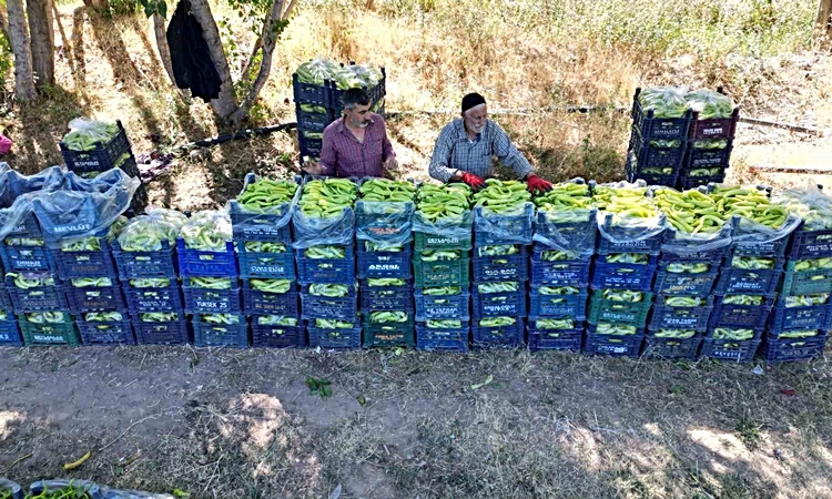 Son Gelişme: Erciş'te 86 yaşındaki adam, günde 6 ton biberi 30 liradan satıyor