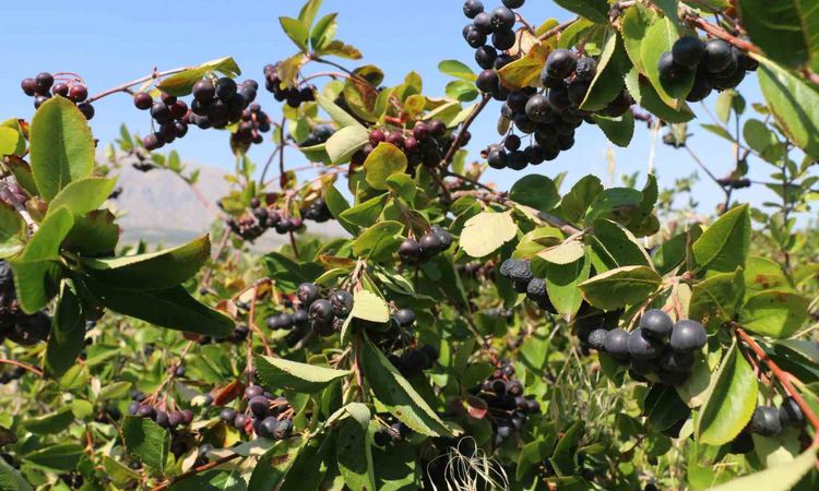 Son Gelişme: Erzincan’da aronya hasadı yaklaşıyor - Son Dakika Bilgileri