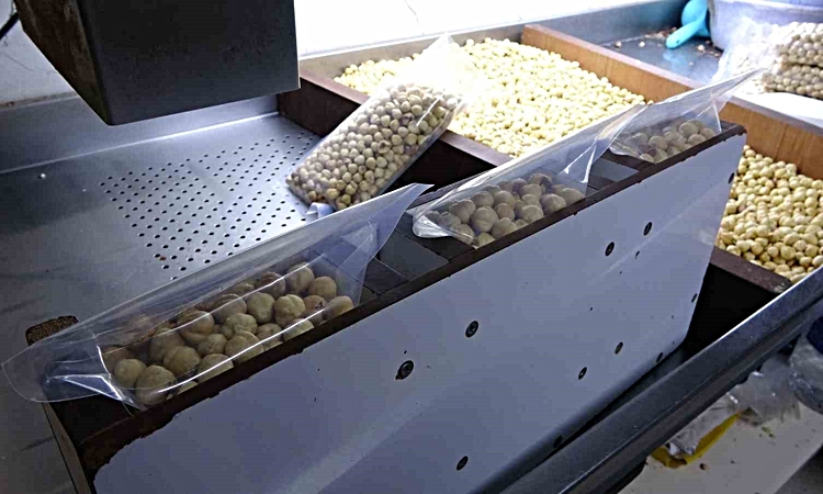 Son Gelişme: Fındıkta hasat sezonu tamamlandı; kırım, kavurma ve paketleme çalışmaları resmen start aldı: Geli