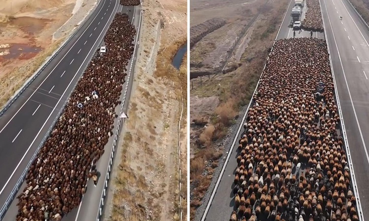 Son Gelişme: Görüntü Türkiye'den! Binlercesi aynı anda yola çıktı