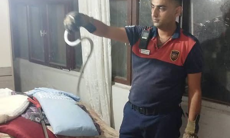 Son Gelişme: Hatay'ın Dörtyol ve Belen ilçelerinde yılanlar itfaiye ekiplerince doğaya bırakıldı: Gelişmeler T