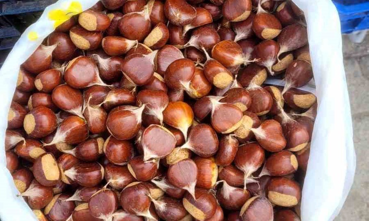 Son Gelişme: İnebolu'da kestane hasadı resmen start aldı, kilogramı 400 liradan satılıyor | İşte Tüm Ayrıntıla