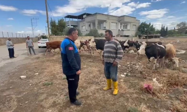 Son Gelişme: İslahiye'de kaybolan 17 büyükbaş hayvan, kulak küpesiyle sahibine teslim edildi | İşte Tüm Ayrınt
