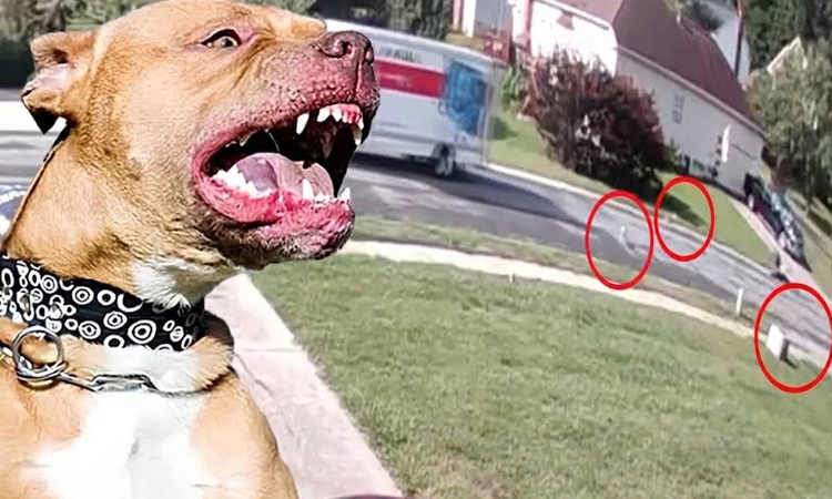 Son Gelişme: Kamyon kasasından düşen 7 pitbull insanlara saldırdı: 4 kişi yaralandı: Gelişmeler Takip Ediliyor