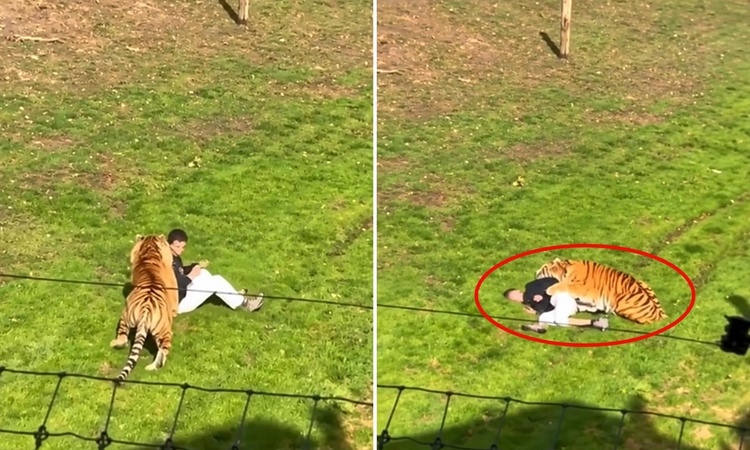 Son Gelişme: Kaplanla fotoğraf çektirmek isterken canından oldu ve Merak Edilenler