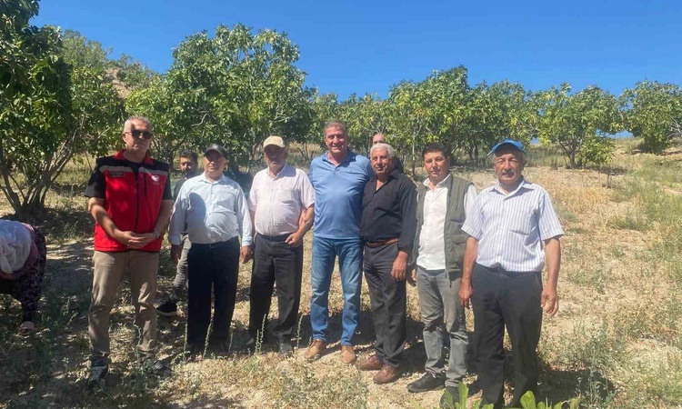Son Gelişme: Kaymakam Arıkan, incir hasadına katıldı - Son Dakika Bilgileri