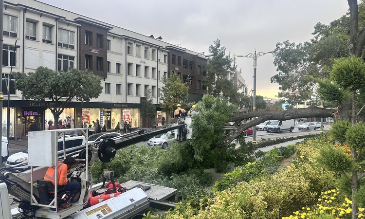 Son Gelişme: Konya'da tramvay yoluna devrilen ağacın altında kalan çocuk yaralandı | İşte Tüm Ayrıntılar