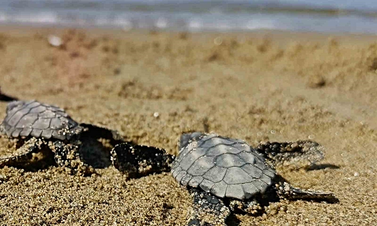 Son Gelişme: Kuşadası’nda sürpriz caretta caretta çıkışı | İşte Tüm Ayrıntılar