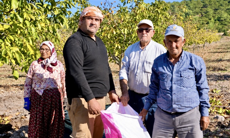 Son Gelişme: Manisa Akhisar'da 26 hektarlık ağaçlandırmada 4 ton ceviz hasadı hedefleniyor - Son Dakika Bilgil