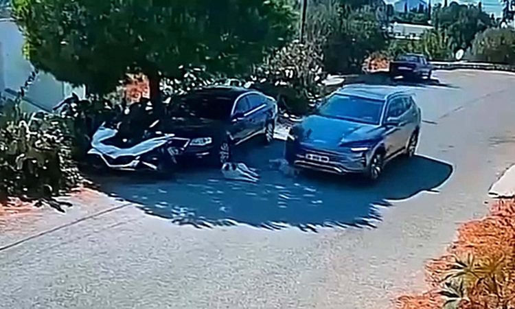 Son Gelişme: Muğla Bodrum'da iki köpeğin üzerinden geçip durmayan sürücünün kimliği tespit edildi: Gelişmeler