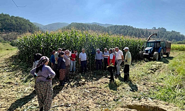 Son Gelişme: Muğla'nın Menteşe ilçesinde Avcılar Mahallesi'nde 20 üreticiye silaj eğitimi verildi: Gelişmeler