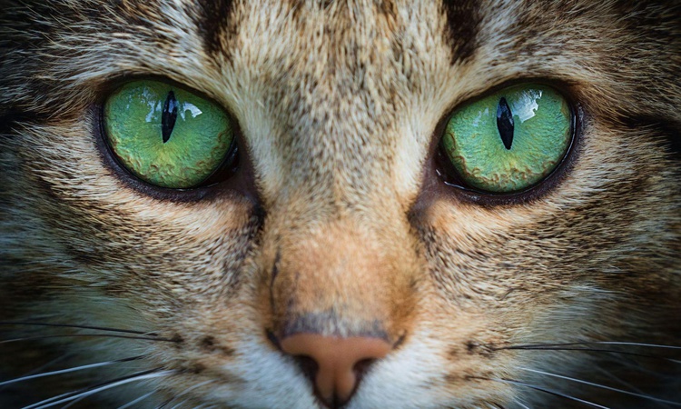 Son Gelişme: Mühendisler kedi gözü anatomisini robot ve İHA kameralarına uyarladı - Son Dakika Bilgileri