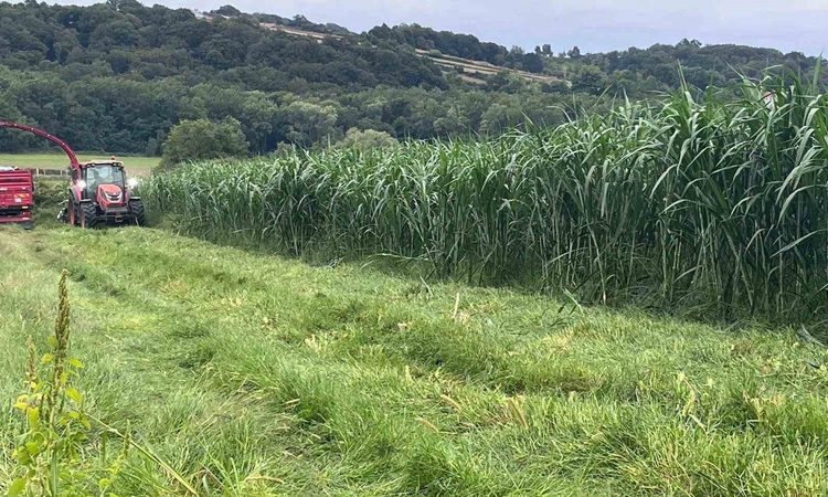 Son Gelişme: Sinop’ta maralfalfa üretiminde ilk hasat yapıldı | İşte Tüm Ayrıntılar