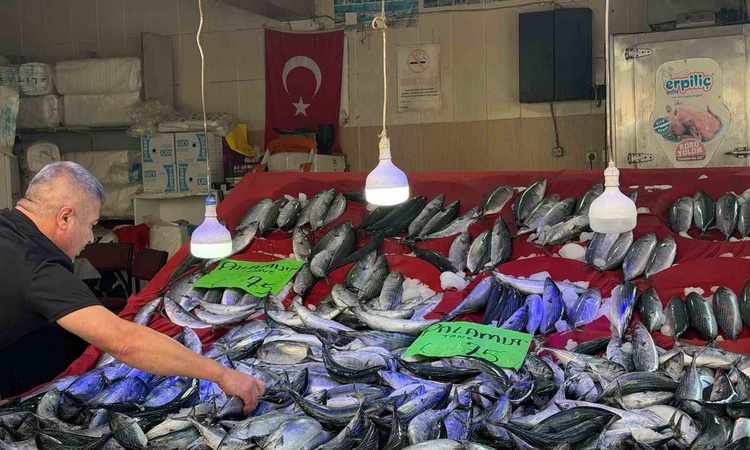 Son Gelişme: Sinop Türkeli'de palamut bolluğu fiyatları düşürdü, tanesi 75 liraya kadar indi