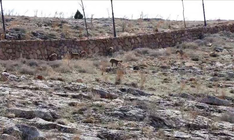 Son Gelişme: Sivas Divriği'deki cam seyir terası çevresinde dağ keçileri görüntülendi