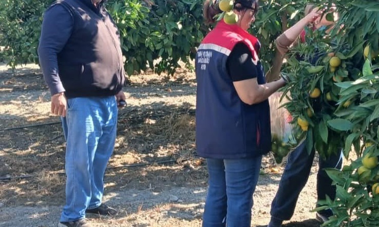 Son Gelişme: Söke'de narenciye bahçelerinde hasat öncesi pestisit denetimi yapıldı