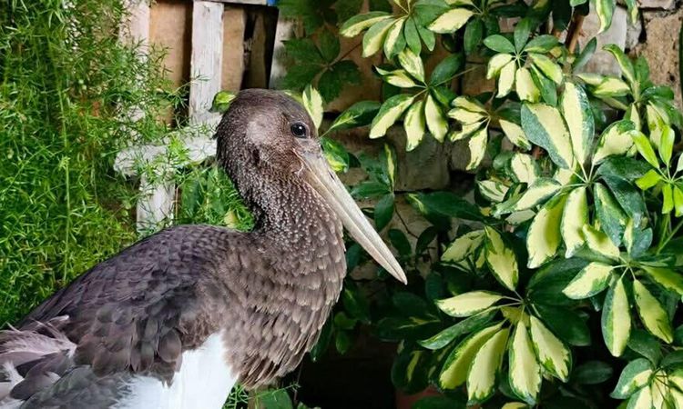 Son Gelişme: Söke'de Uçamaz Halde Bulunan Karaleylek Koruma Altına Alındı