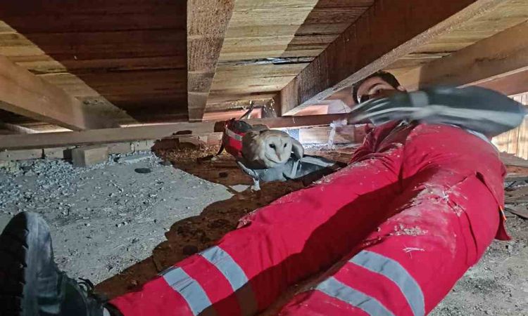 Son Gelişme: Telef olan eşinin başından ayrılmayan baykuş kurtarıldı: Gelişmeler Takip Ediliyor