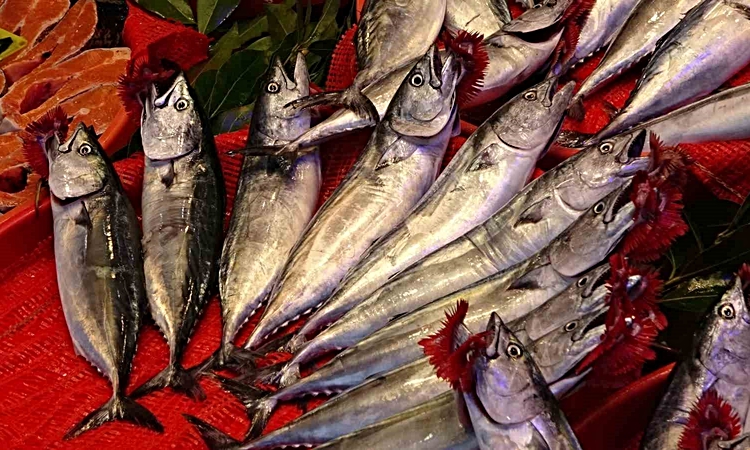 Son Gelişme: Trabzon’da palamut bereketi: 1 Eylül’den bu yana bin 300 ton palamut avlandı - Son Dakika Bilgile