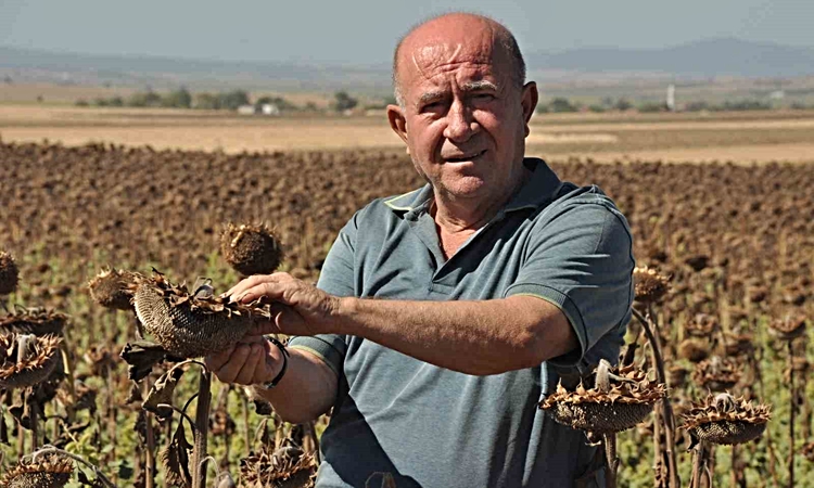 Son Gelişme: Trakya’da üreticiler ayçiçeği hasadında sona yaklaştı: Gelişmeler Takip Ediliyor