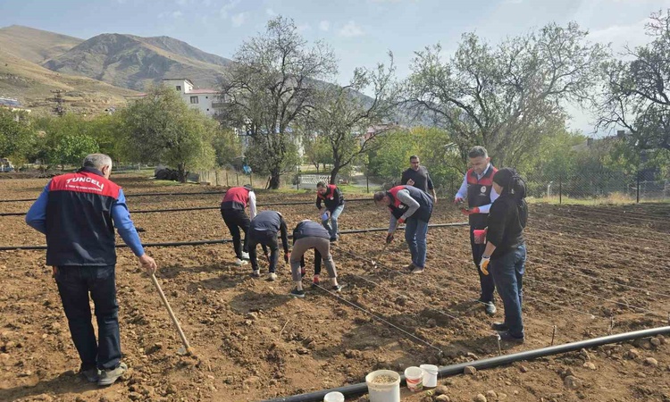 Son Gelişme: Tunceli'de 70 yaşındaki üreticiye Tarım İl Müdürlüğü sarımsak ekiminde destek oldu ve Merak Edile