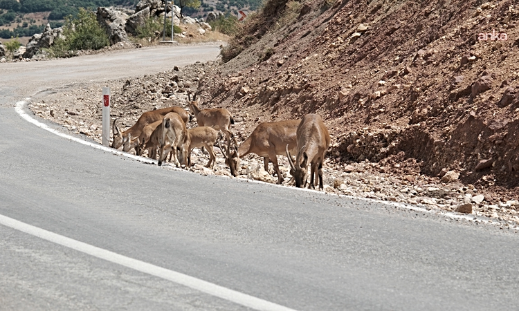 Son Gelişme: Tunceli’de dağ keçisi avı süresiz yasaklandı ve Merak Edilenler