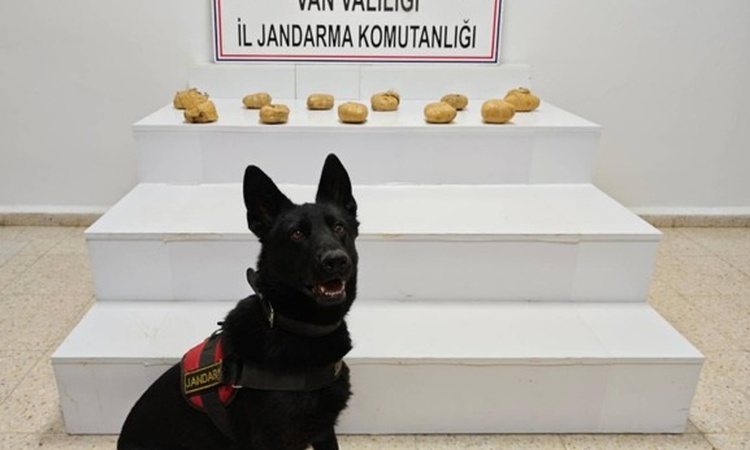 Son Gelişme: Van Başkale'de jandarma operasyonunda 11 kilo 958 gram toz esrar ele geçirildi ve Merak Edilenler