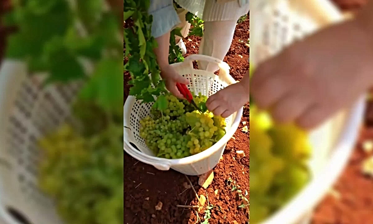 Son Gelişme: Yeni Yol Denizli Milletvekili Ün: "Bu dönemin çiftçisi bu dönemin Milli Mücadele kahramanı": Geli