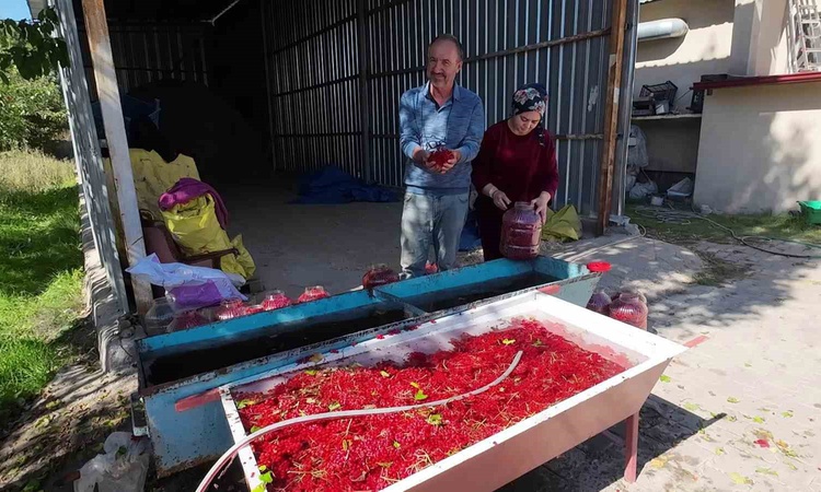 Son Gelişme: Yozgat Çandır'da gilaburu hasadı resmen start aldı, üretici bidonu 1.000 liradan satıyor ve Merak