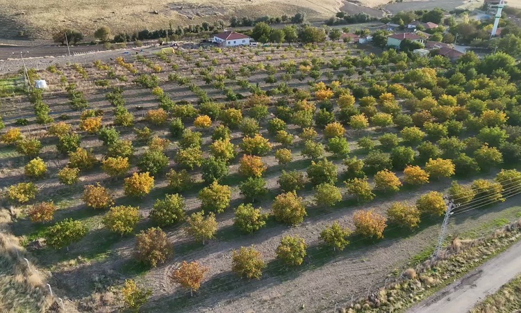 Son Gelişme: Yozgat'ta ceviz hasadı resmen start aldı, üretici fiyatların geçen yılla aynı olduğunu söyledi |