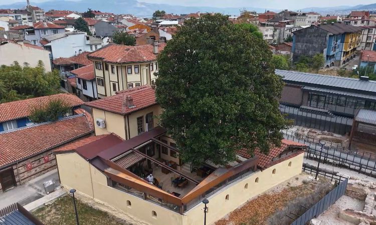 Son Gelişme: Zeki Müren'in Manolyası 300 Yıldır Yaşıyor: Gelişmeler Takip Ediliyor