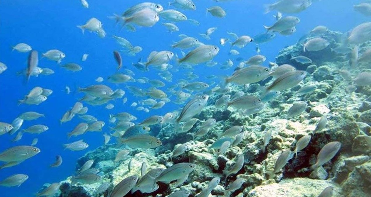 Gündemden Son Bilgiler: Sudan fırlayıp havadaki kuşu kapıyor: Piranadan daha tehlikeli balık - Son Dakika