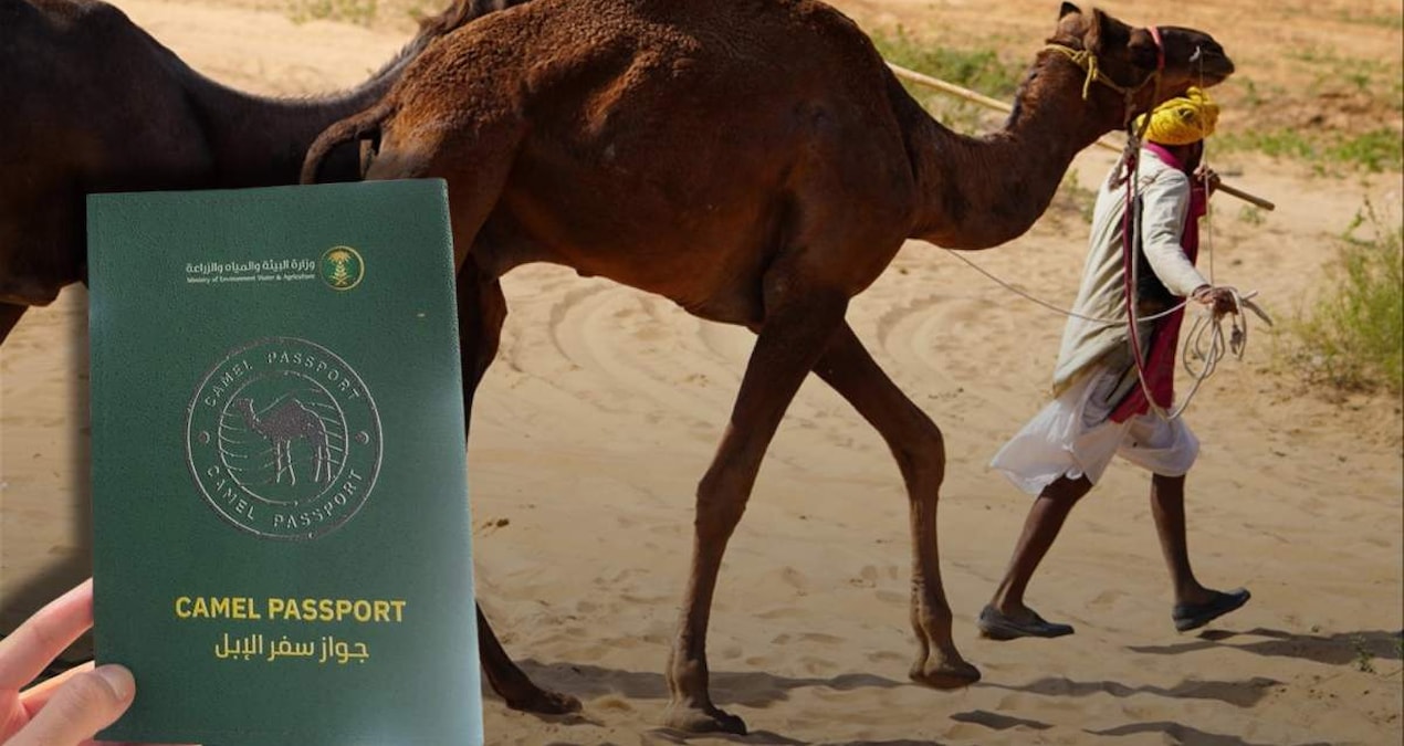 Suudi Arabistan 2 milyonu aşkın deveye pasaport çıkartıyor - Haberleri | İşte Tüm Ayrıntılar