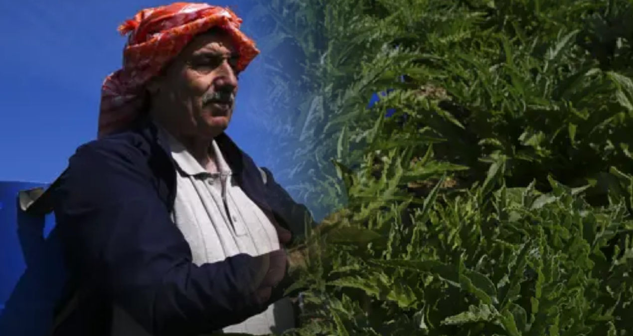 Kritik Açıklama: Tanesi 30 liradan başlıyor: Faydası saymakla bitmiyor, talep patlaması meydana geldi - En Son