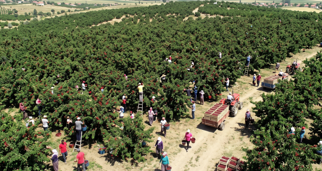 The harvest with the highest yield in history has started, but those who see the price are running away from the field - News