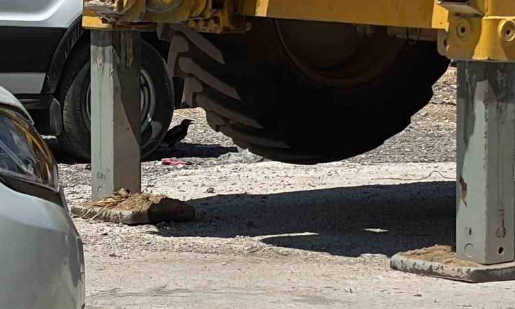 Tavşanlı'da Sıcaktan Bunalan Saksağan Minibüsün Altına Sığındı | İşte Tüm Ayrıntılar