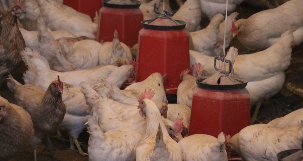 Chicken price increase is on the way! - Breaking News