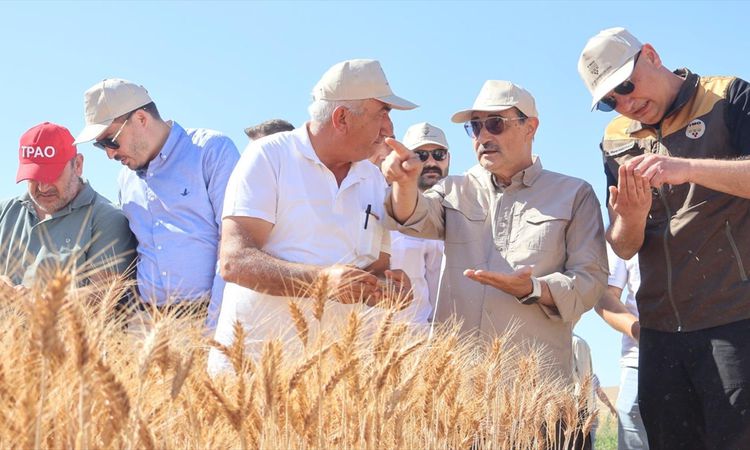 TBMM Yapay Zeka Araştırma Komisyonu Başkanı Dönmez buğday hasadına katıldı - Son Dakika: Gelişmeler Takip Edil