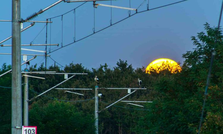 Ayrıntılar Netleşti: TCDD’den göçmen kuşlar için kapsamlı çalışma - Son Dakika