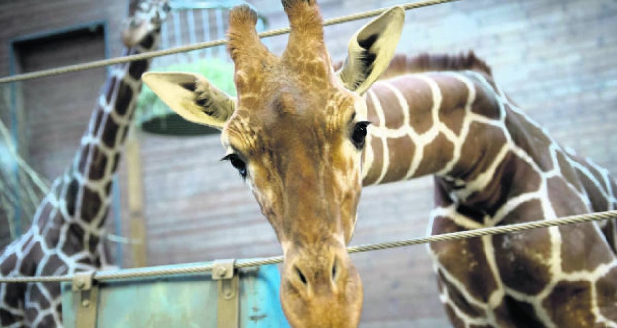 Tek bir bedende at, zürafa ve zebra dünyaya geldi - En Son Haber - Son Dakika Bilgileri