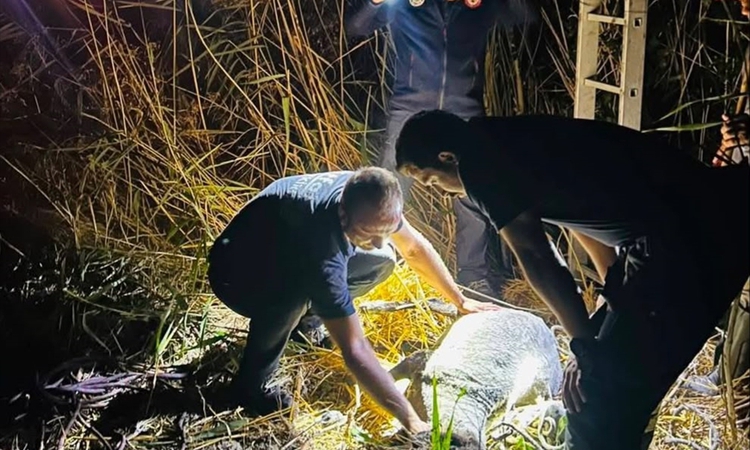 Tekirdağ'da kuyuya düşen koyun kurtarıldı | İşte Tüm Ayrıntılar