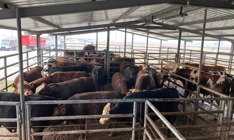 Tekirdağ Saray'da 50 büyükbaşta ırk, cinsiyet ve küpe uyumsuzluğu gözler önüne serildi ve Merak Edilenler