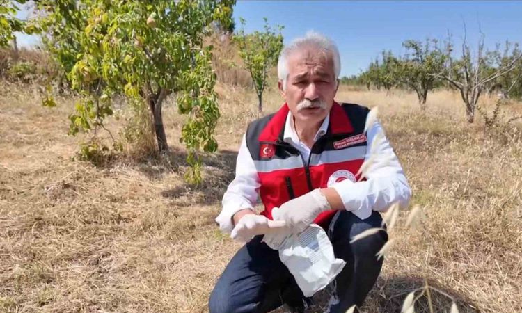 Kritik Açıklama: Tekirdağ'da tarla faresiyle zamanında mücadele çağrısı - Son Dakika Haberleri