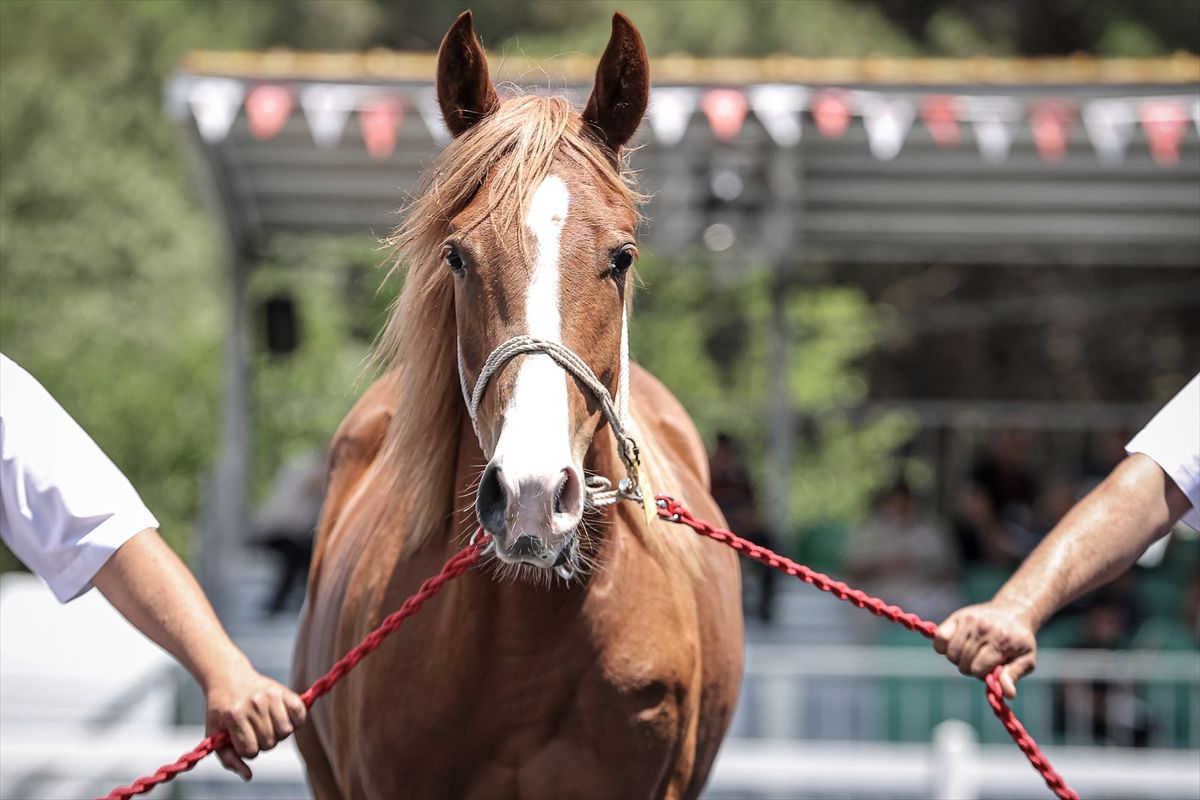 TİGEM earned approximately 40 million lira from the sale of 58 purebred Arabian foals - Last Minute