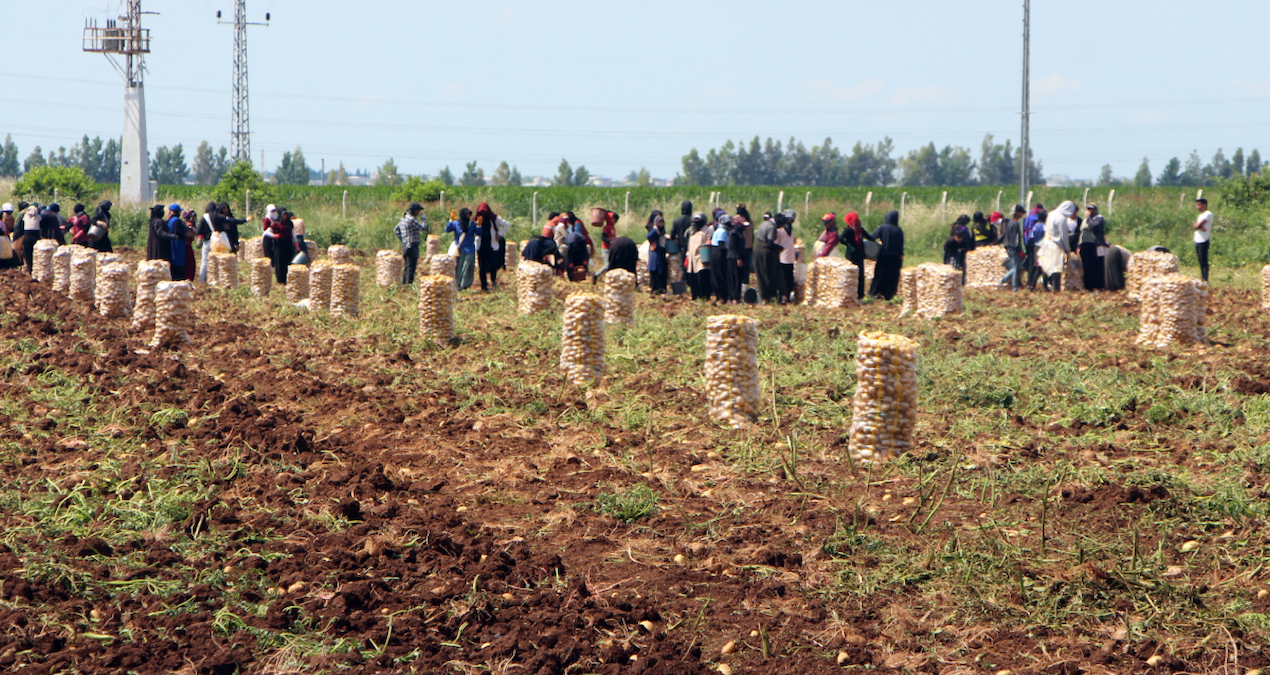 Gündemden Son Bilgiler: Topraktan bereket taştı, kilosu 20 liraya kadar gerileme kaydetti - En Son Haber: Geli