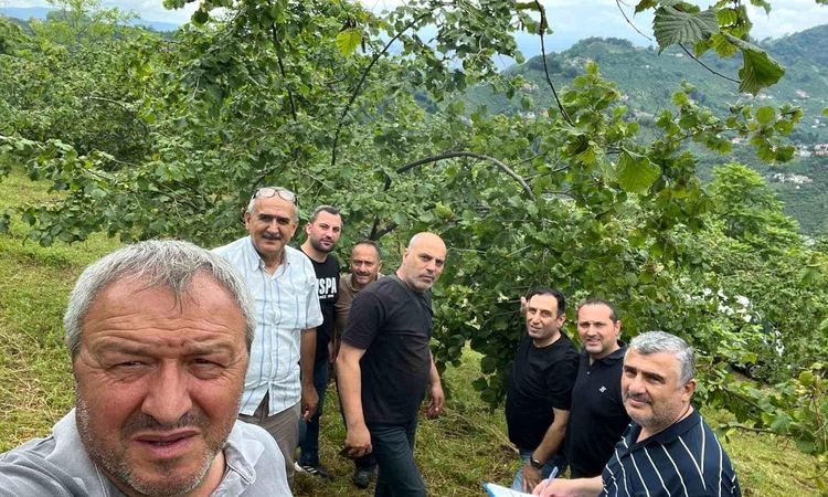 Hazelnut yield determination studies started in Trabzon - News
