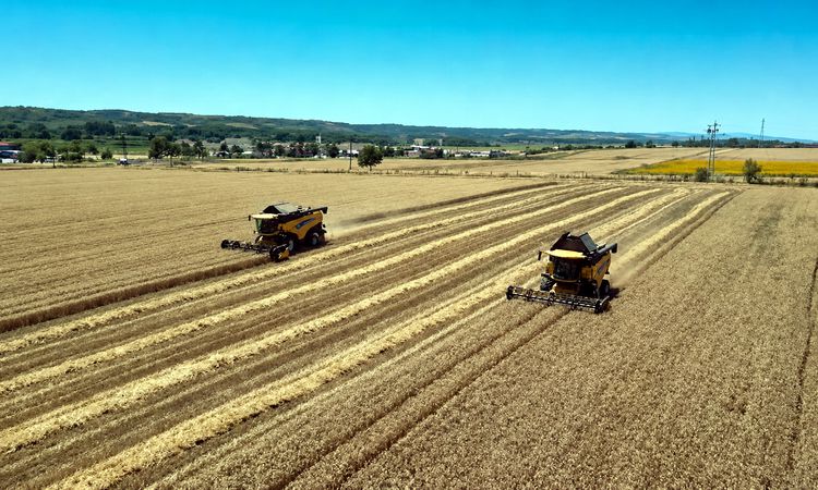 Wheat producers are happy after 2 years in Thrace - Breaking News
